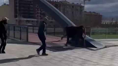 Una vaca provoca el caos en las calles de Balaguer, en Lleida Una vaca provoca el caos en las calles de Balaguer, en Lleida