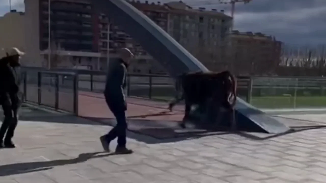 Una vaca provoca el caos en las calles de Balaguer, en Lleida