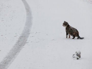 Un gato en una carretera nevada