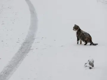 Un gato en una carretera nevada Un gato en una carretera nevada