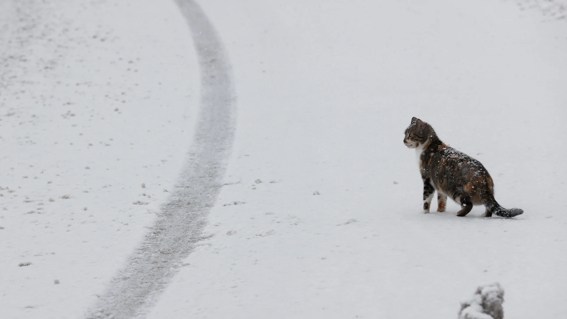 Un gato en una carretera nevada