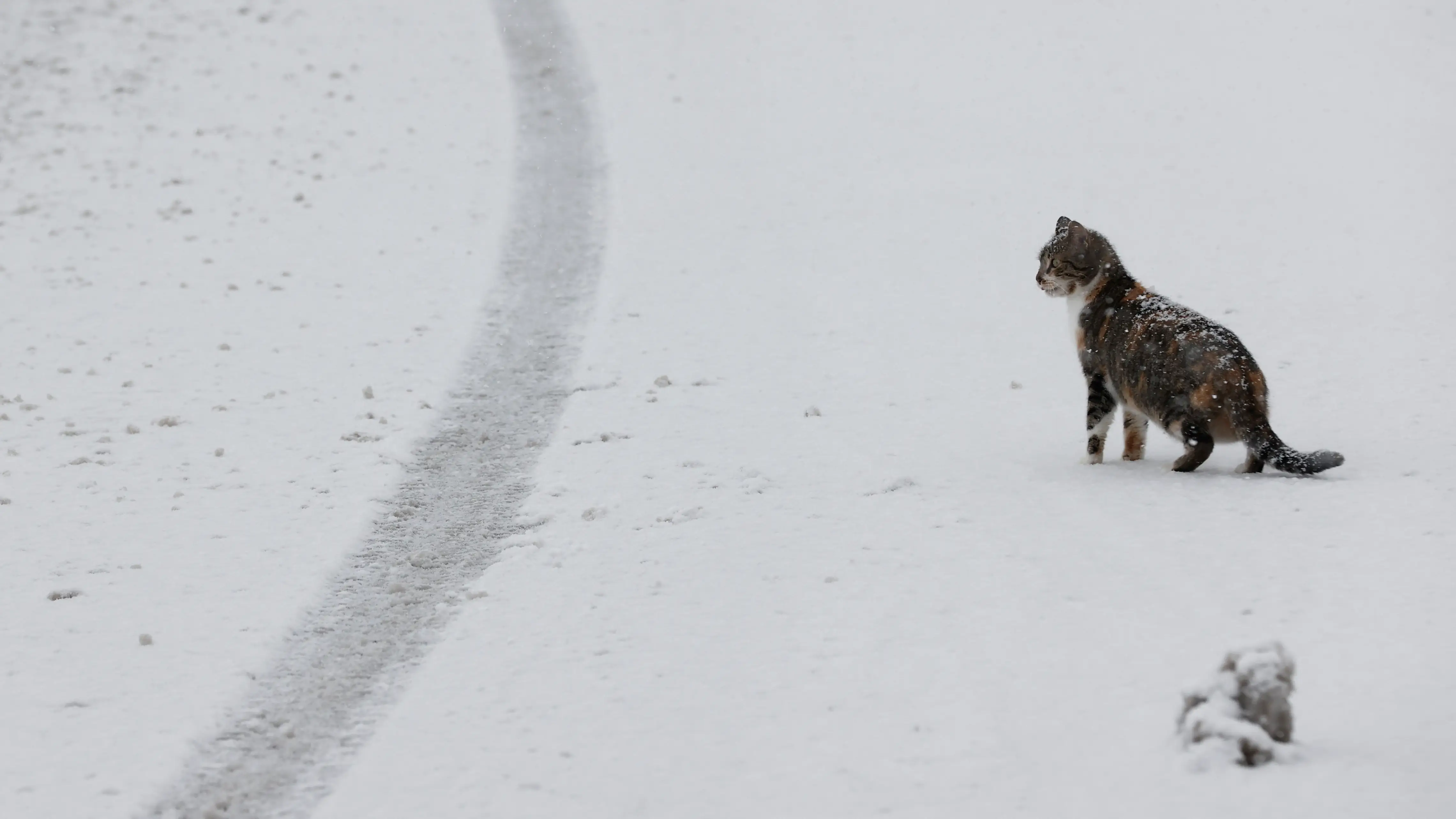 Un gato en una carretera nevada