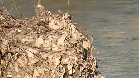Un 'isla de toallitas de lavabo' en el Guadalquivir a su paso por Córdoba Un 'isla de toallitas de lavabo' en el Guadalquivir a su paso por Córdoba