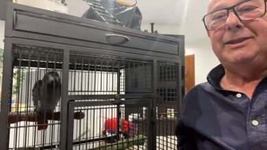 Teo, el loro desaparecido en Almería, ya ha vuelto a casa: 