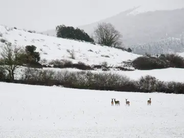 Nieve en Navarra