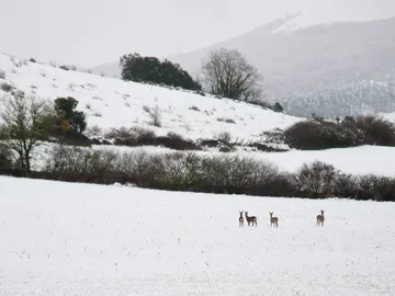 Nieve en Navarra Nieve en Navarra