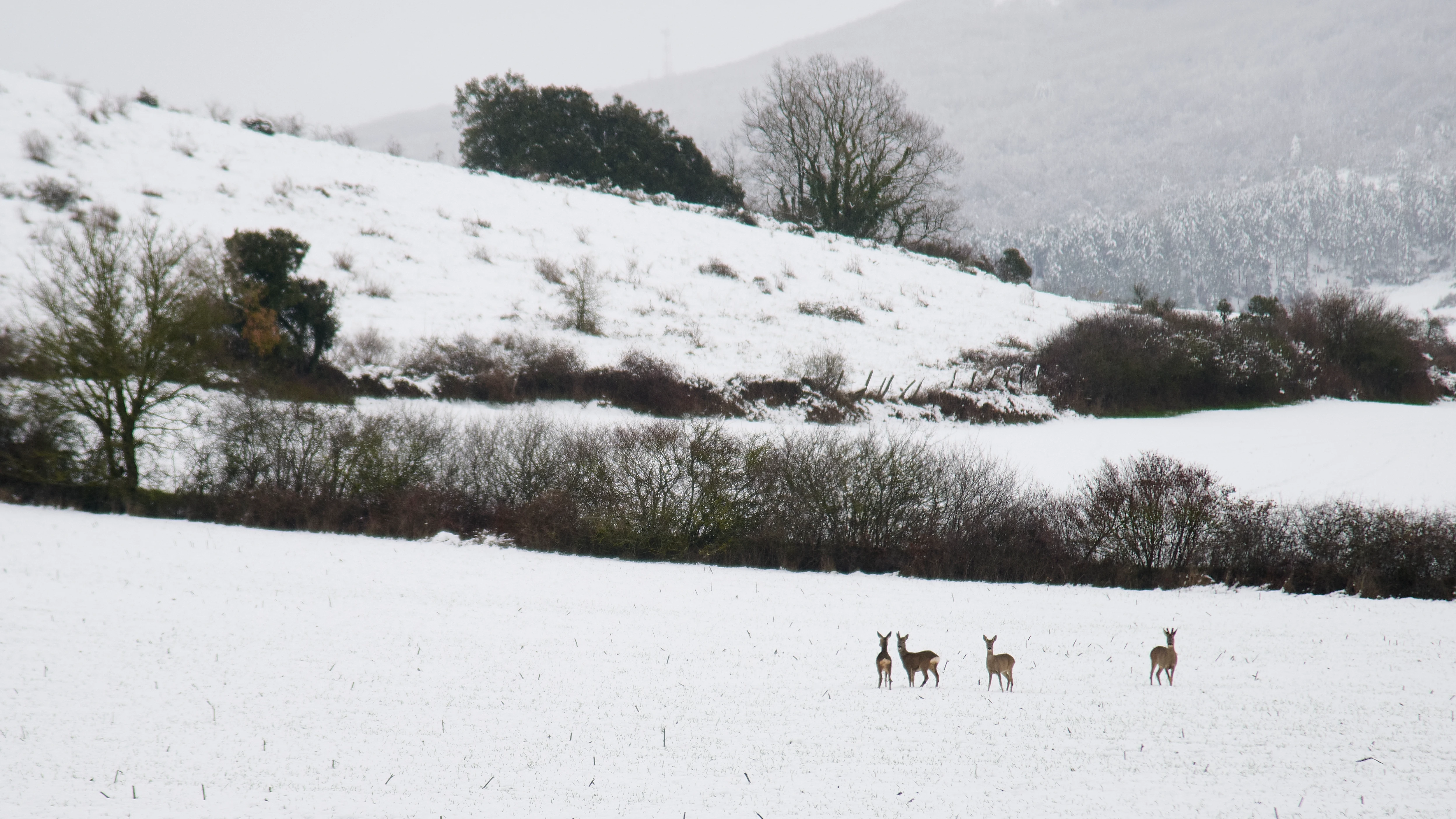 Nieve en Navarra Nieve en Navarra