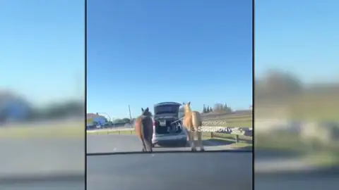 Conductor con caballos Conductor con caballos