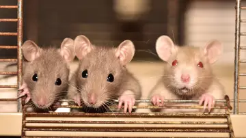 Ratas gigantes entrenadas en Tanzania para detectar enfermedades en tiempo récord 