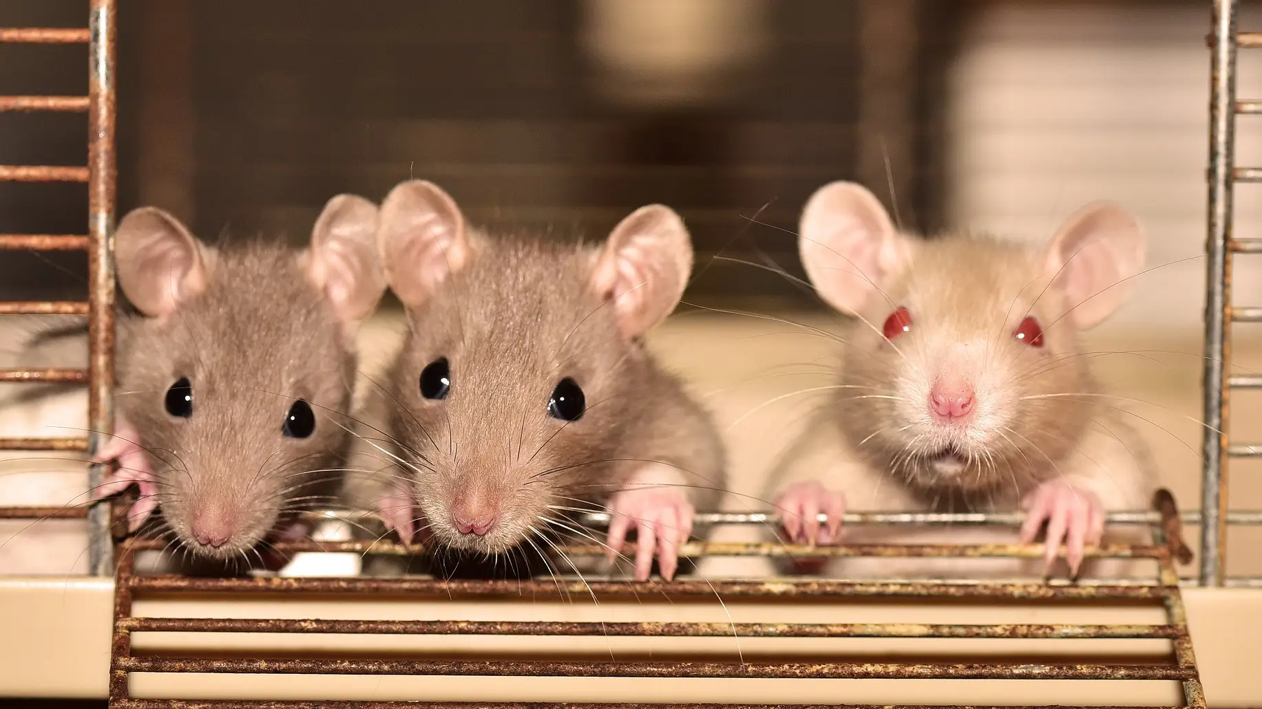 Ratas gigantes entrenadas en Tanzania para detectar enfermedades en tiempo récord Ratas gigantes entrenadas en Tanzania para detectar enfermedades en tiempo récord