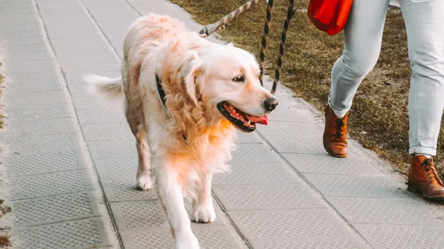 Un hombre paseando a su perro 