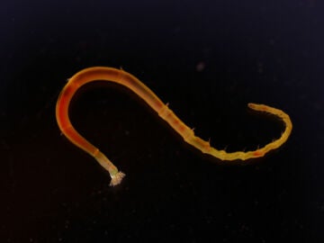 Una larva