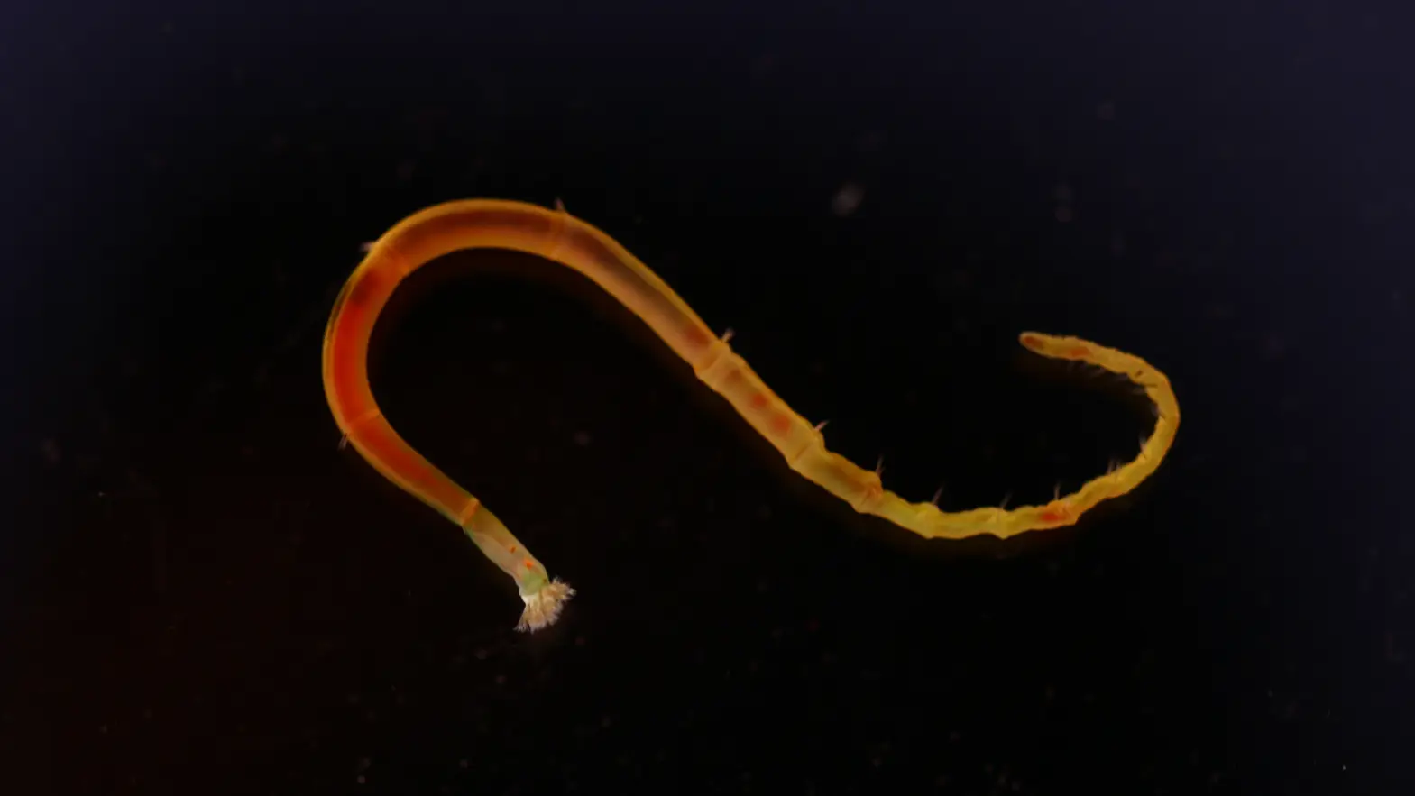 Una larva El secreto evolutivo que esconde una larva