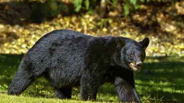 Imagen de un oso negro