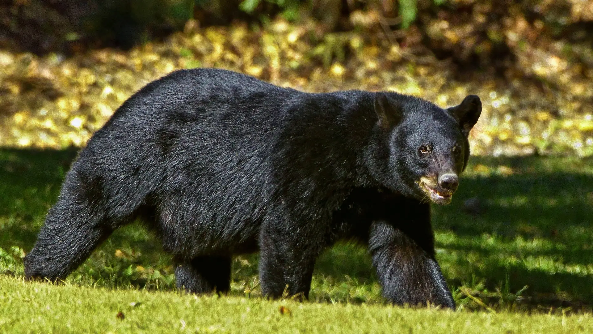 Imagen de un oso negro