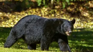 Imagen de un oso negro