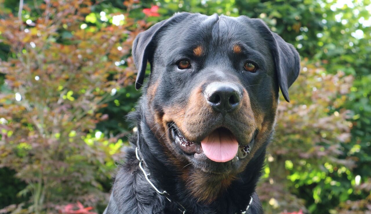 Imagen de archivo de un perro rottweiler