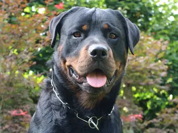 Imagen de archivo de un perro rottweiler Imagen de archivo de un perro rottweiler