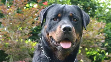 Imagen de archivo de un perro rottweiler Imagen de archivo de un perro rottweiler