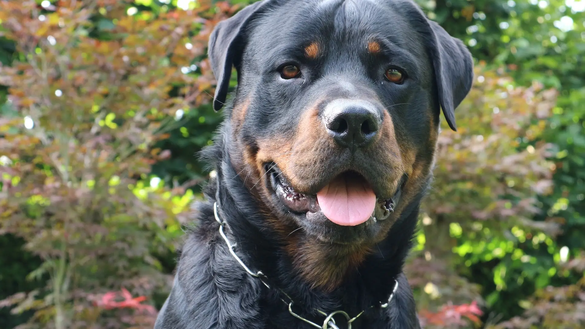 Imagen de archivo de un perro rottweiler Imagen de archivo de un perro rottweiler