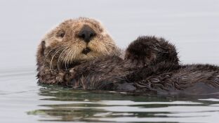 A falta de un ciervo buenas son las nutrias segun los lobos de Alaska