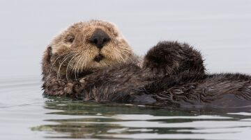 Imagen de archivo de una nutria