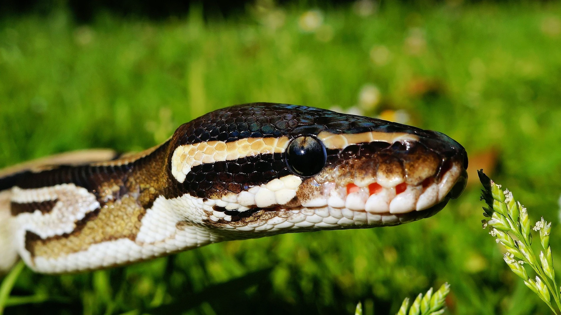 Imagen de una serpiente