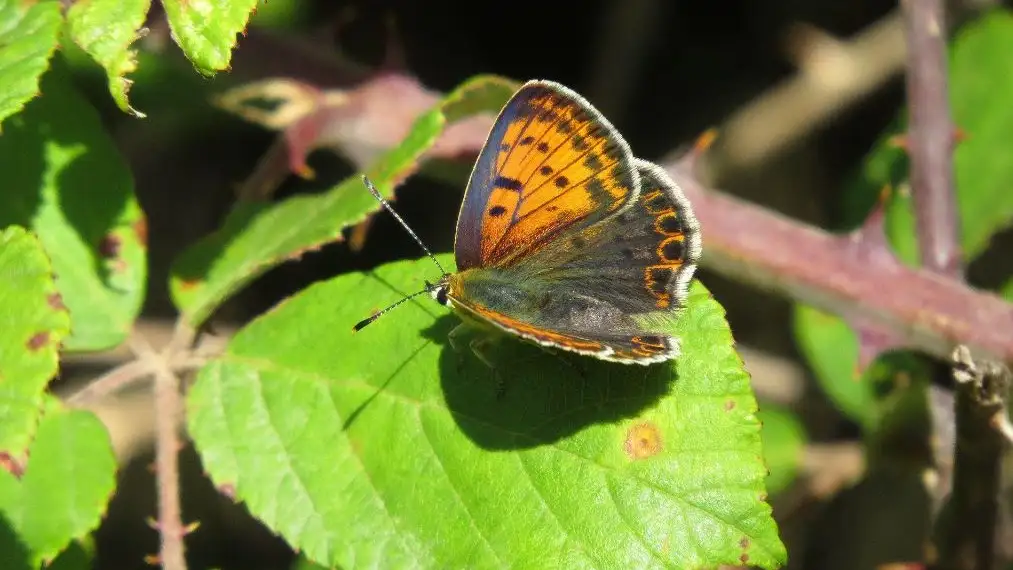 Imagen de una mariposa