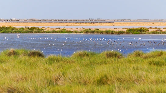 Parque Nacional de Doñana Parque Nacional de Doñana