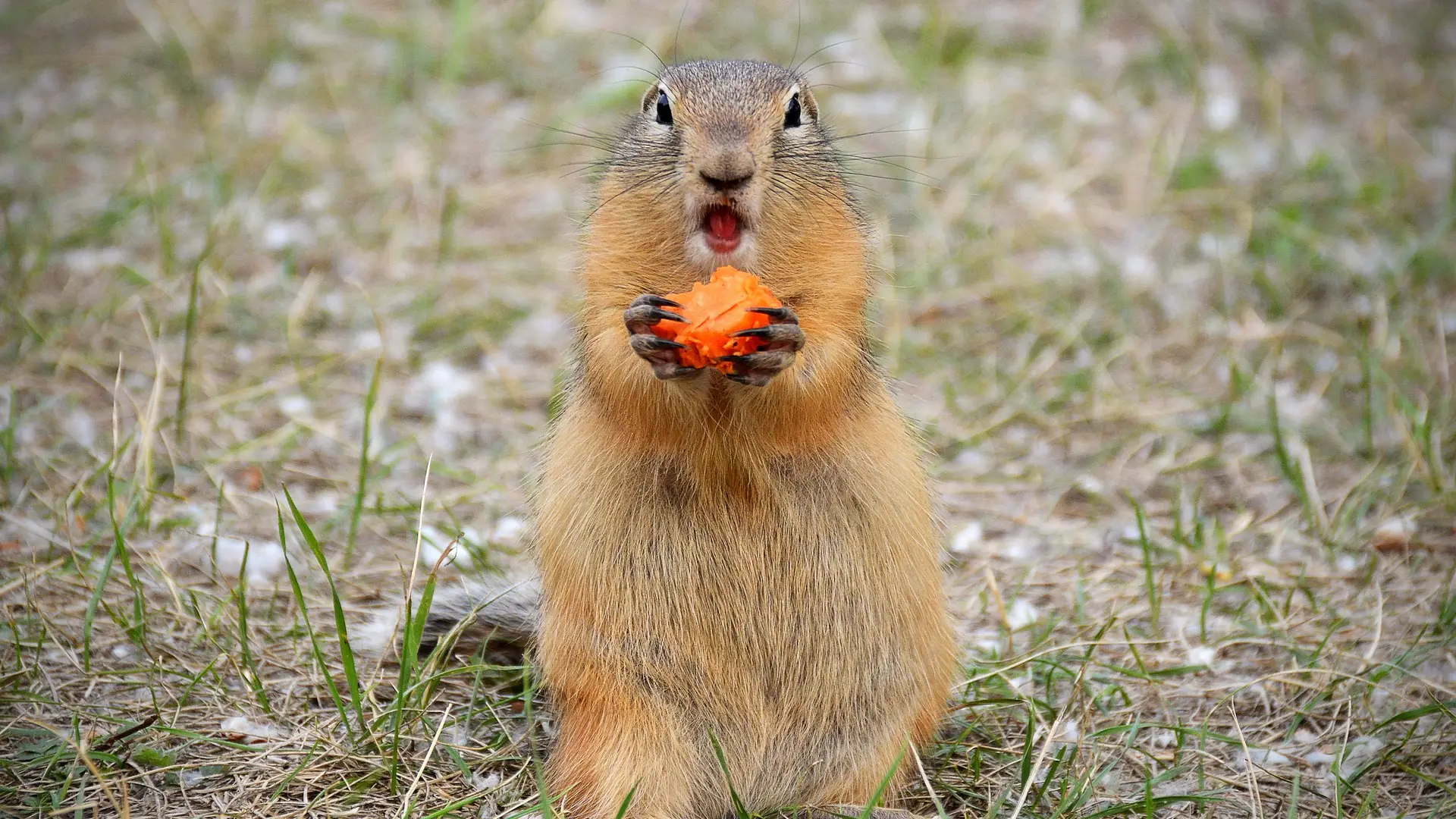 Muere la marmota de Quebec poco antes de hacer su predicción sobre el fin del invierno Muere la marmota de Quebec poco antes de hacer su predicción sobre el fin del invierno