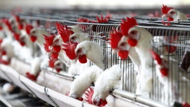Reino Unido lucha contra el mayor estallido de gripe aviar de su historia 