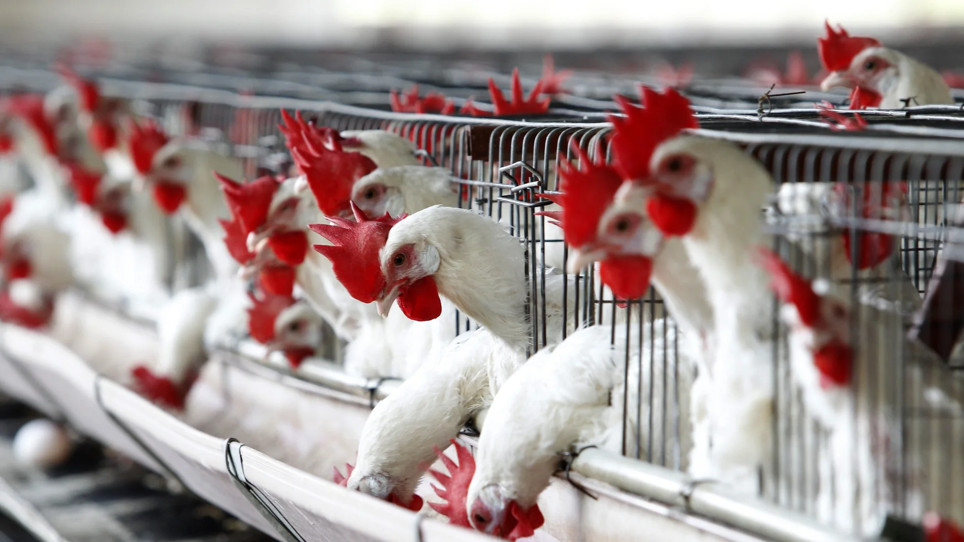 Reino Unido lucha contra el mayor estallido de gripe aviar de su historia