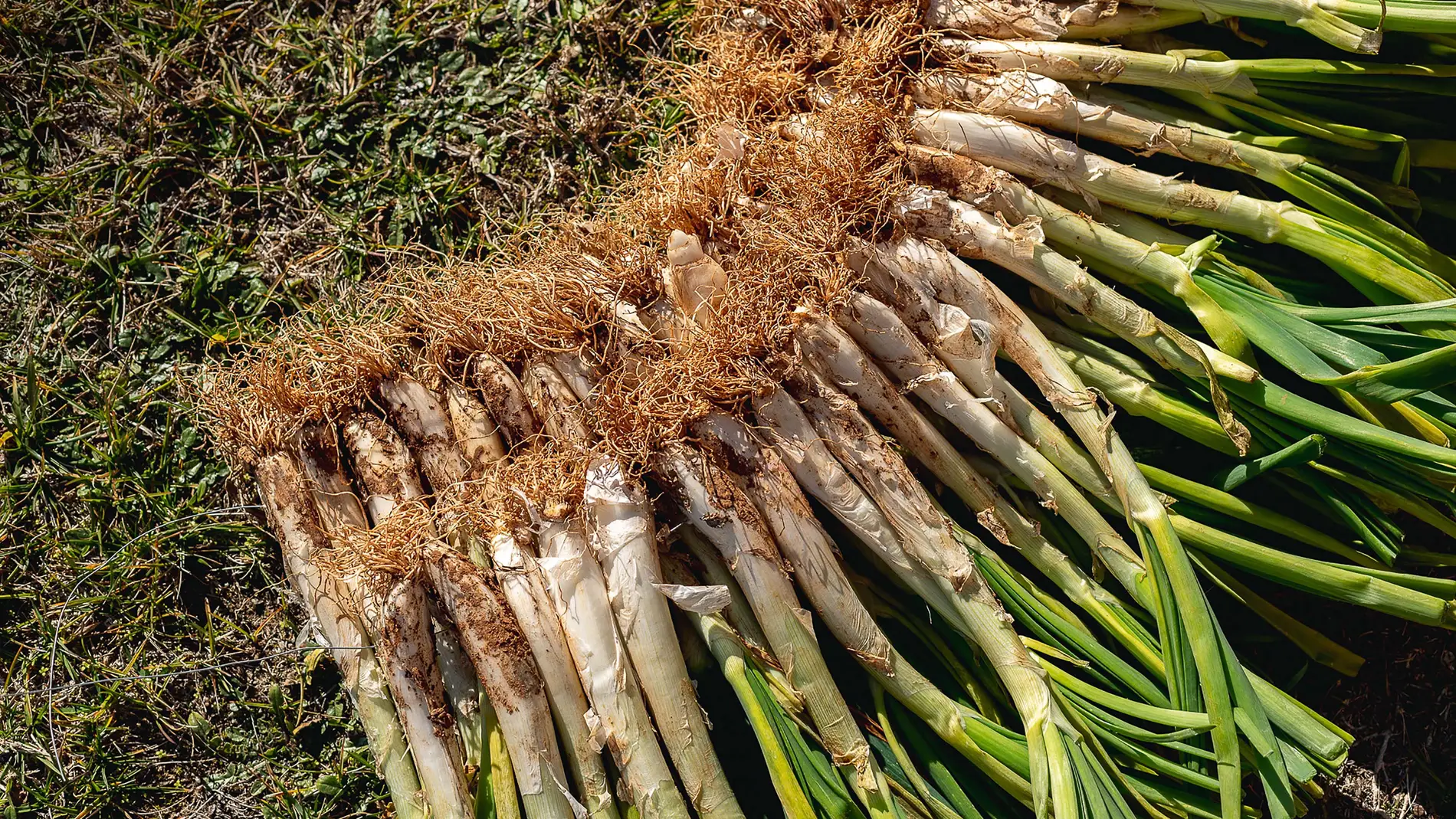 Calçots recién cogidos