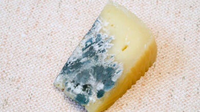 ¿Se puede comer el queso cuando tiene moho?