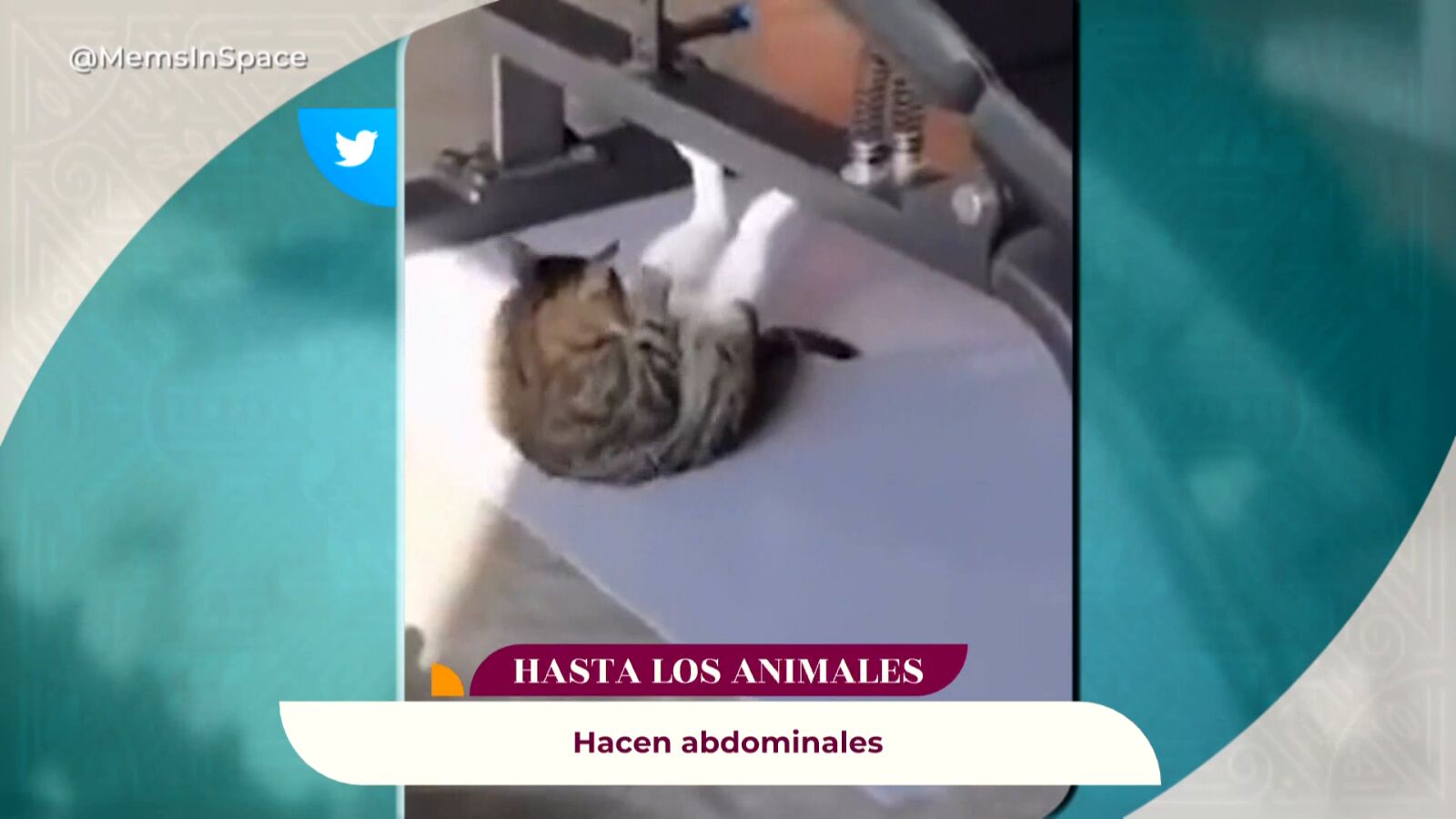 El vídeo viral que demuestra que la fiebre del deporte ha contagiado también a nuestros animales
