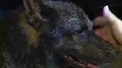 Perro rescatado Perro rescatado