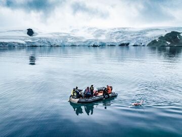 La 'sirena de hielo', nadando en la Antártida