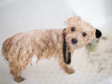 Cada cuánto puedo bañar a mi mascota Cada cuánto puedo bañar a mi mascota