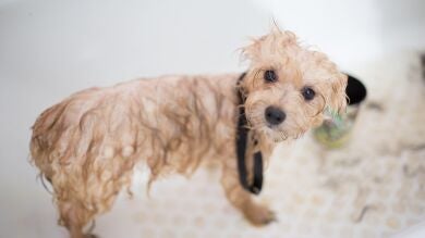 ¿Cada cuánto puedo bañar a mi mascota?