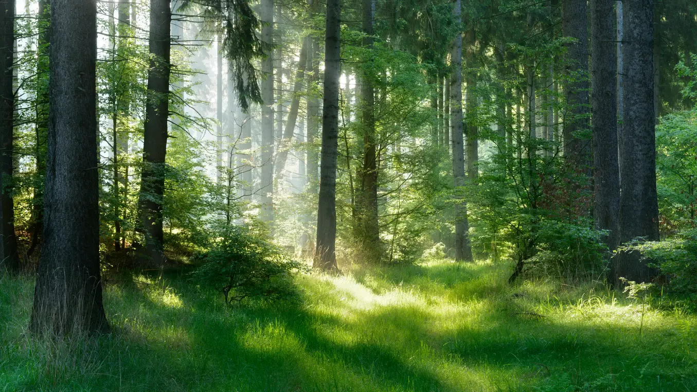 Fotografía de un bosque Fotografía de un bosque