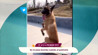 Vídeos virales: los animales siguen sorprendiéndonos... ¡Y este perro incluso ha aprendido a hacer skate!