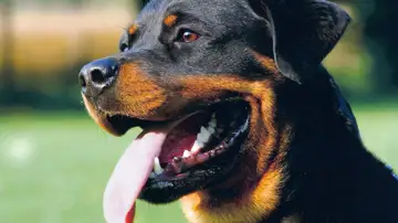 Rottweiler Rottweiler