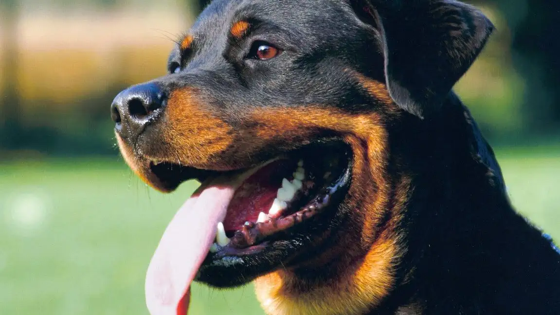Rottweiler