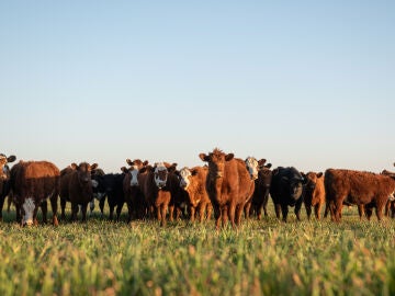 Imagen de varias vacas en un prado