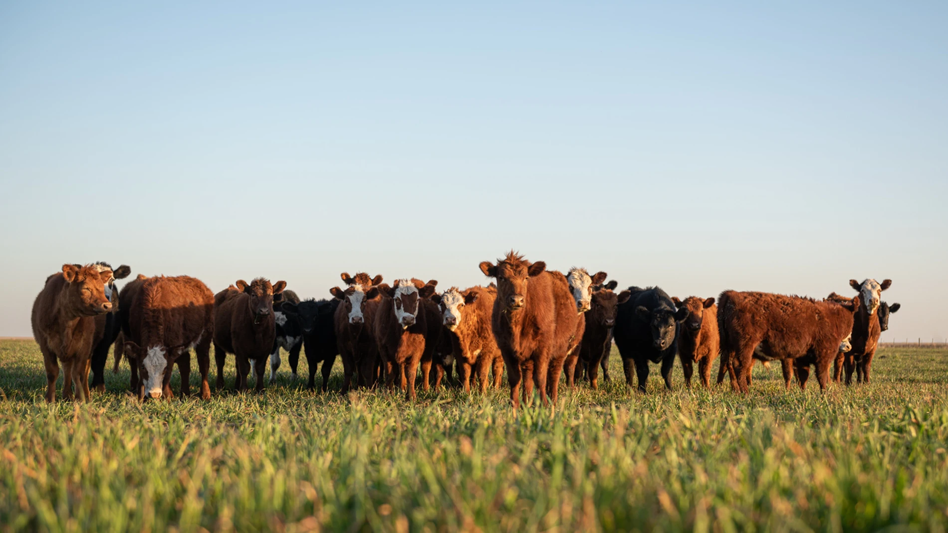 Imagen de varias vacas en un prado