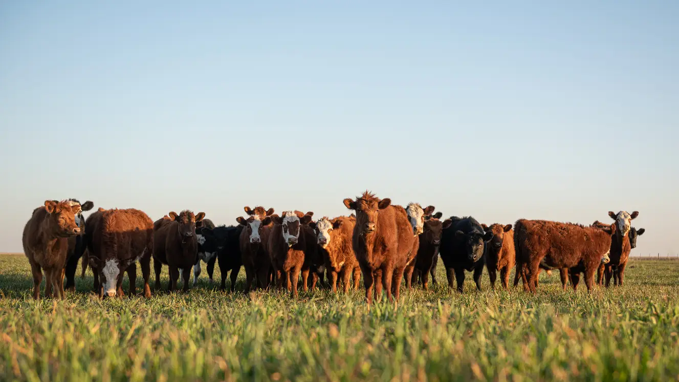Imagen de varias vacas en un prado