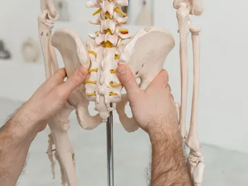 Primer plano de la pelvis de un esqueleto humano Primer plano de la pelvis de un esqueleto humano