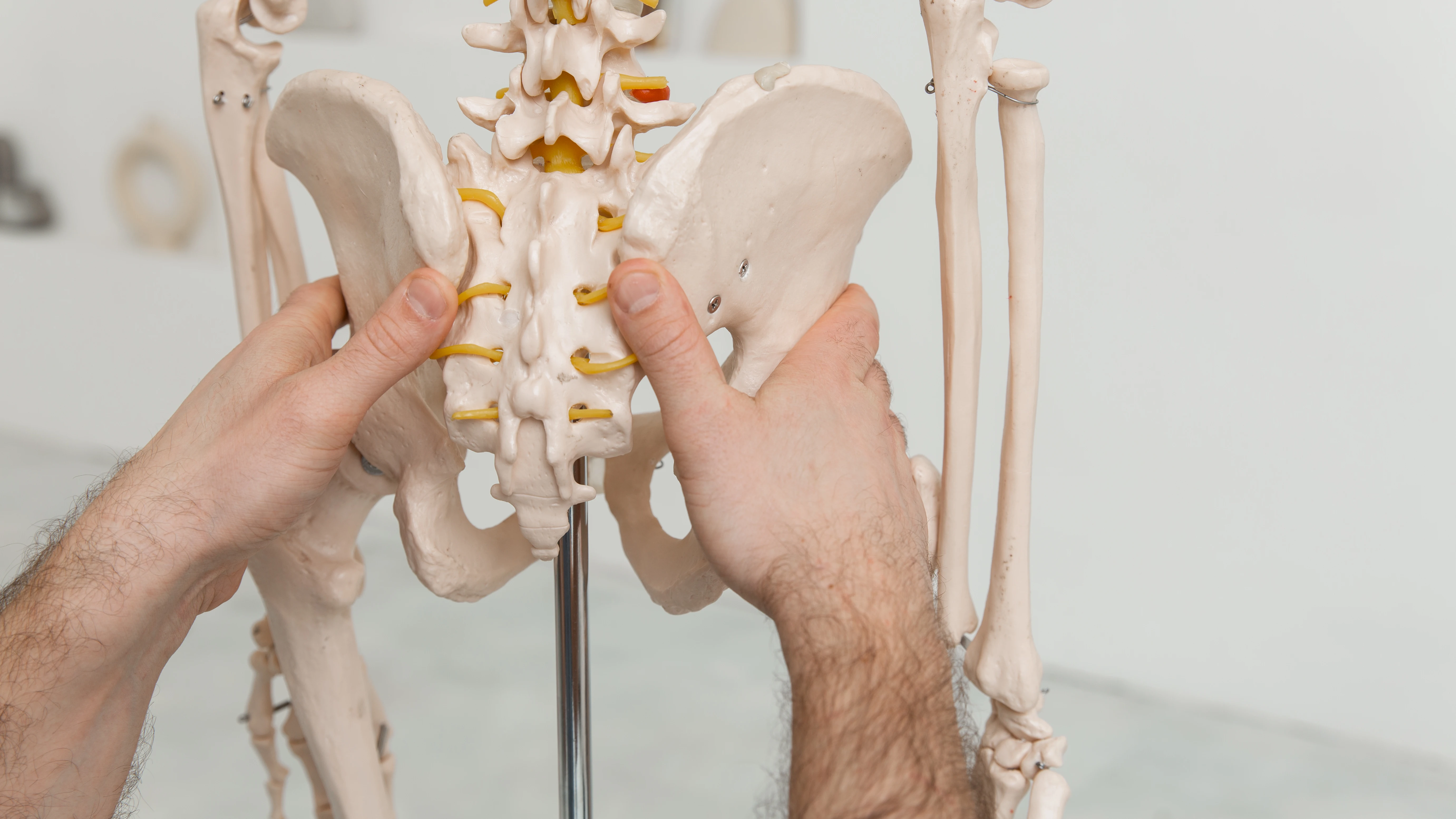 Primer plano de la pelvis de un esqueleto humano Primer plano de la pelvis de un esqueleto humano