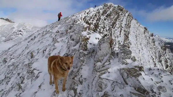 Thor, el perro perdido en la Monta&ntilde;a Central Leonesa 