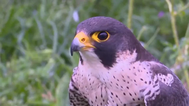 Cetrer&iacute;a como alternativa sostenible para el control de las aves 